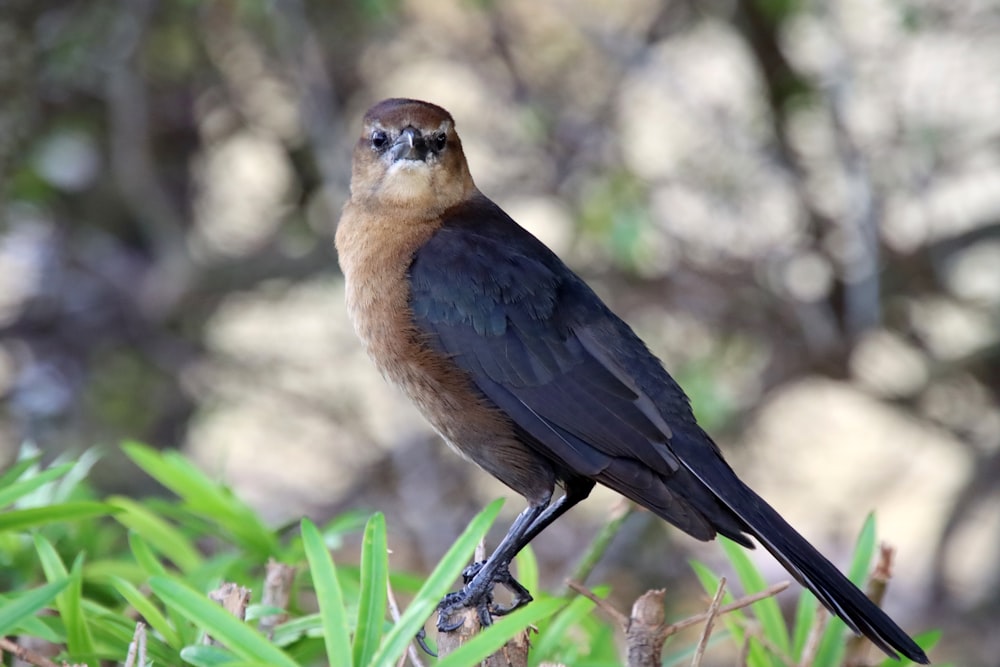 a brown and black bird sitting on a branch