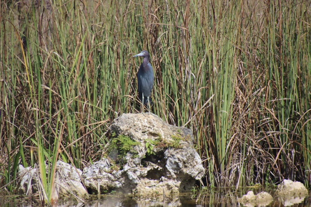 a bird is standing on a rock in a marsh
