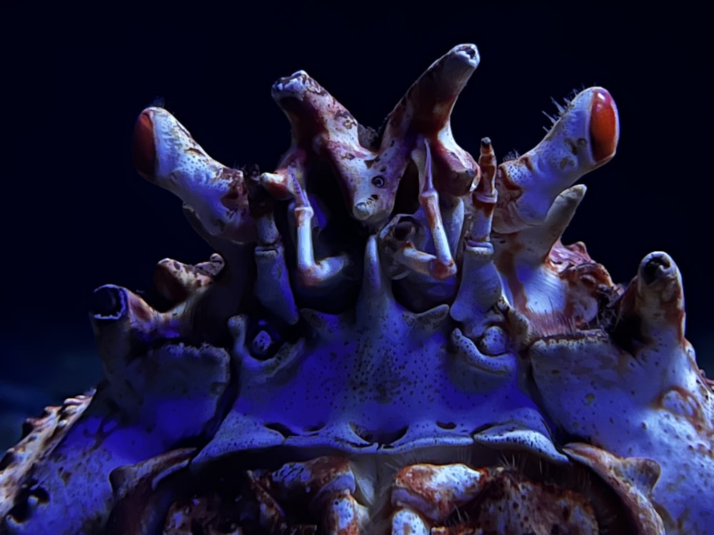 a close up of an animal's head on a dark background