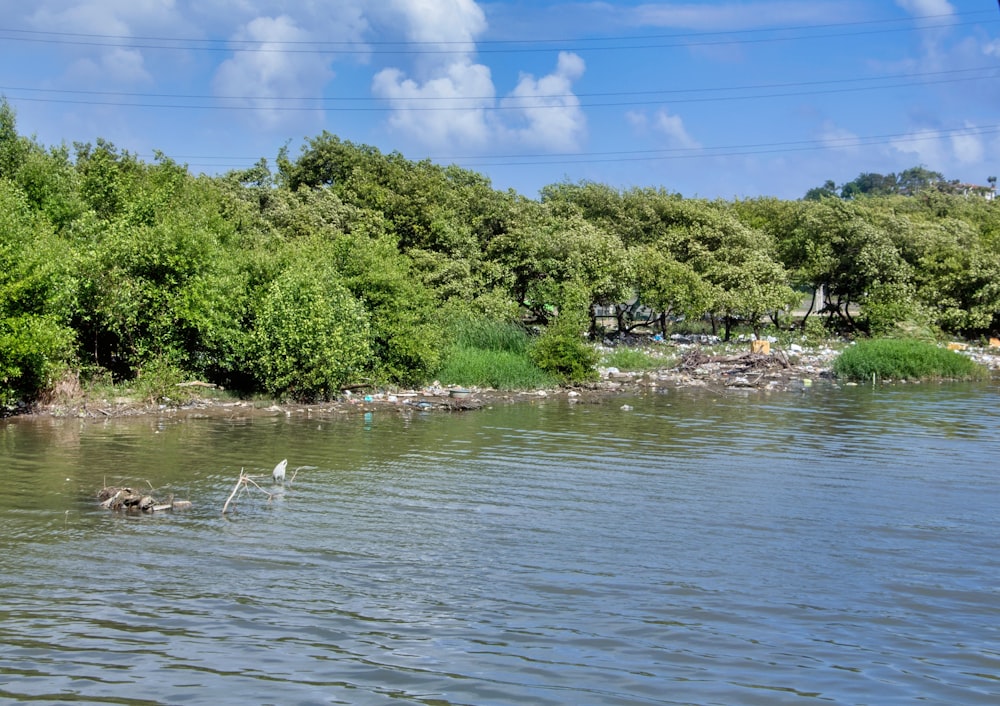 a body of water surrounded by trees and rocks