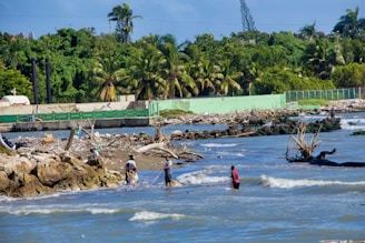 Several people are standing in shallow water near a shore, engaged in fishing or gathering activities using nets. The background features dense greenery, including palm trees, with a fence running parallel to the shoreline. There is debris and driftwood scattered along the rocky coast.