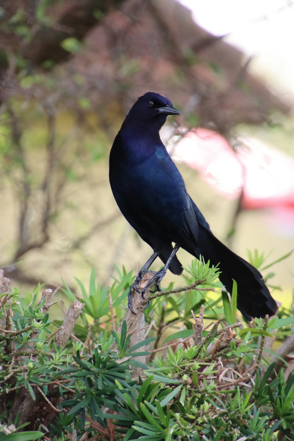 a black bird sitting on top of a tree branch