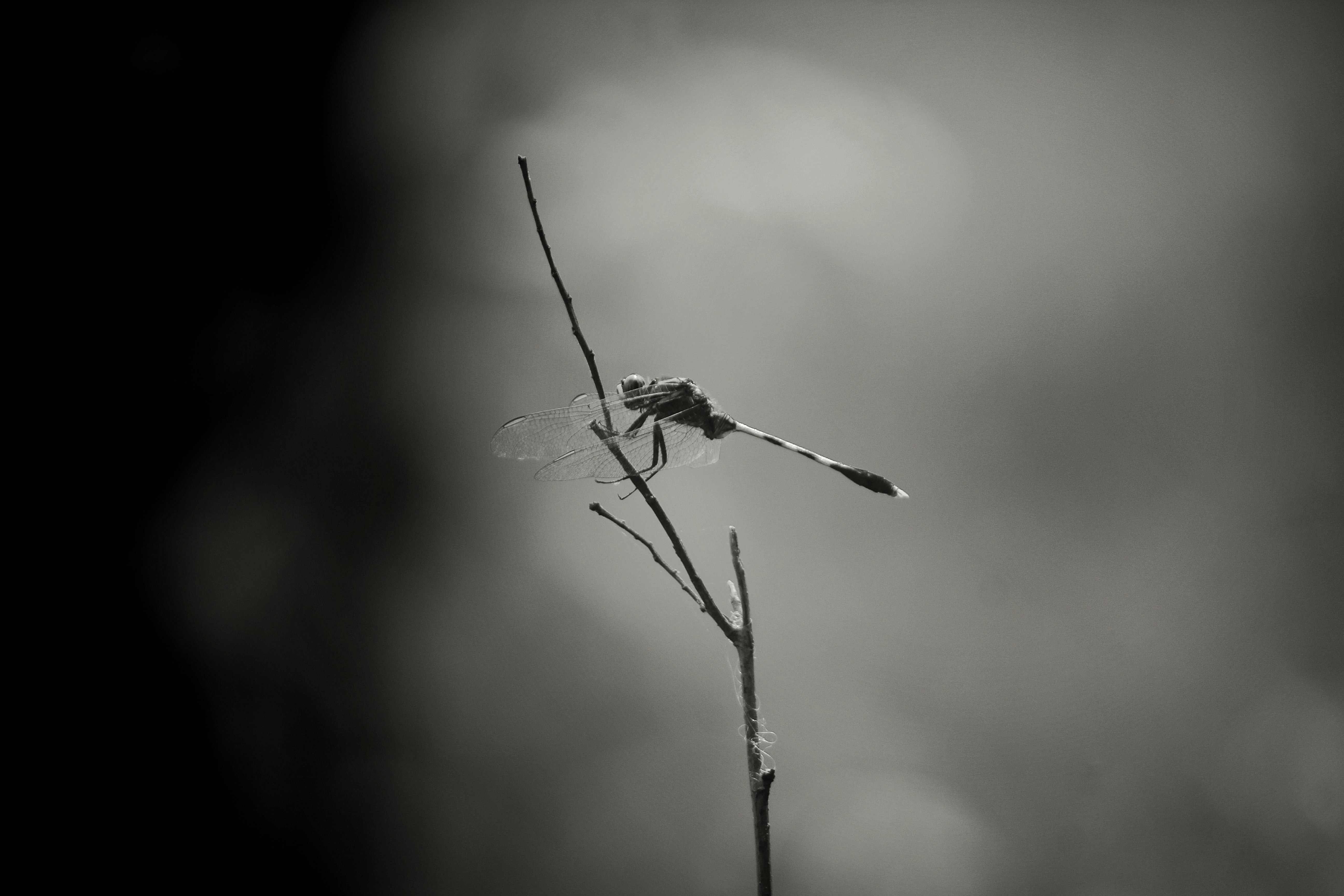 Photo by xalfa