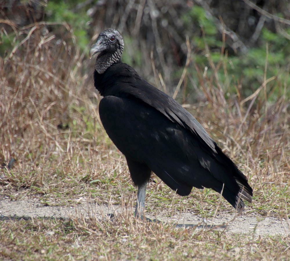a large black bird standing on top of a grass covered field