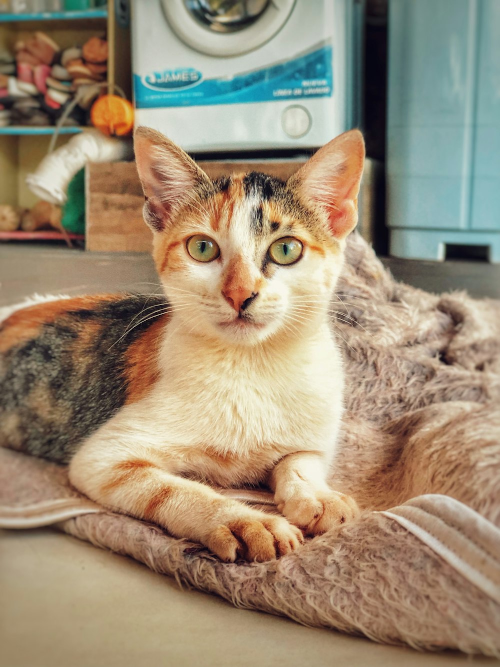 a cat laying on top of a blanket on top of a floor