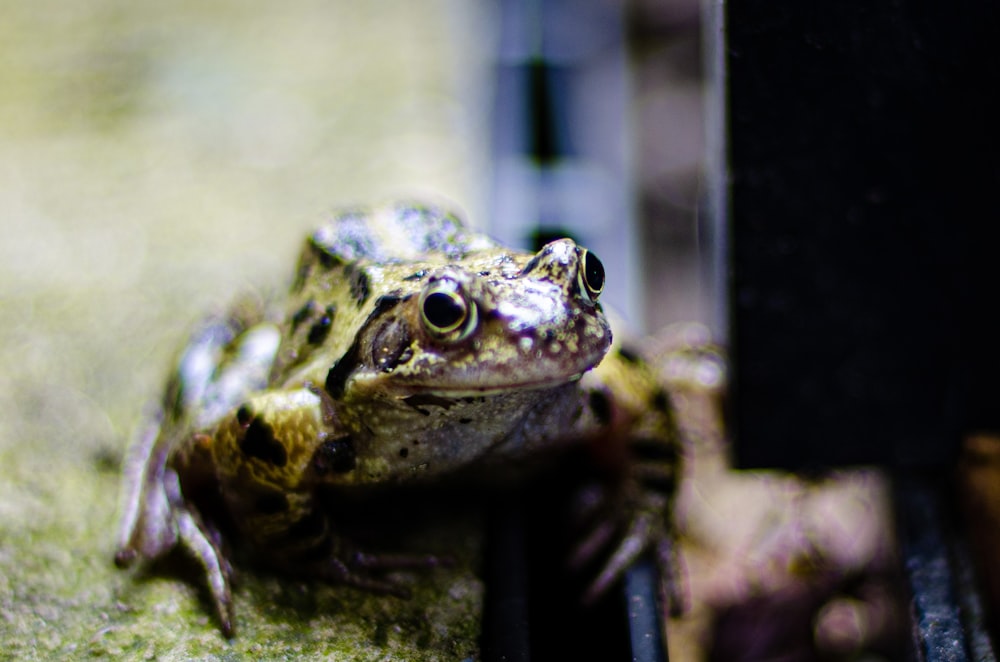 a frog is sitting on the edge of a fence