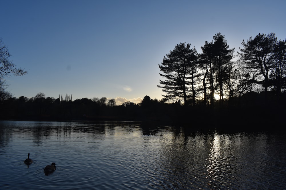 a couple of ducks swimming in a lake