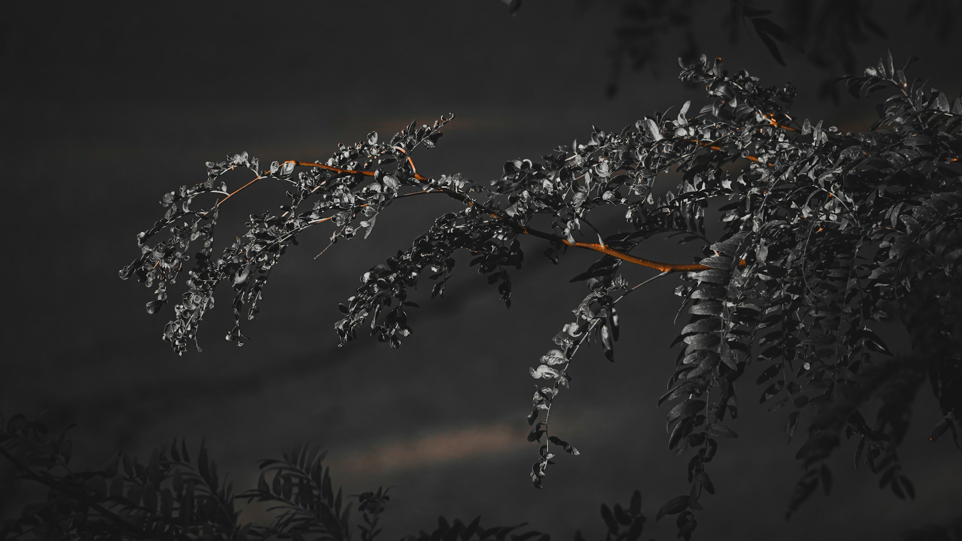 a black and white photo of a tree branch