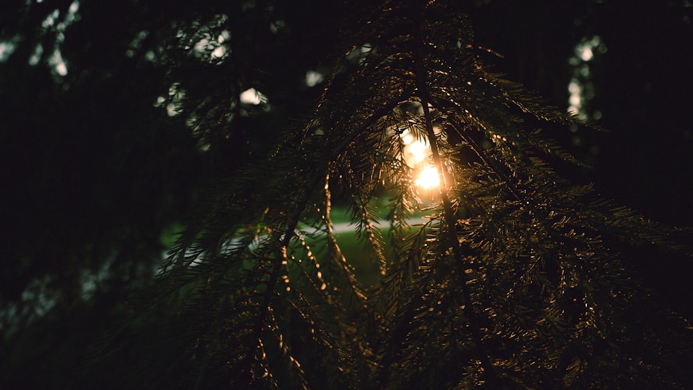 the sun shines through the branches of a tree