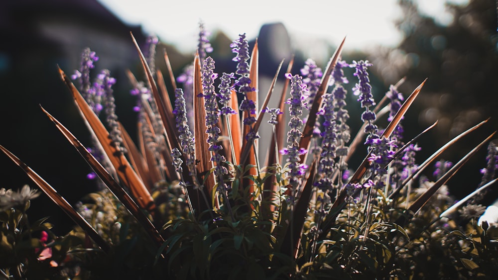 a close up of a plant with purple flowers