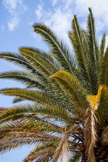 A vibrant palm tree logo representing the school.