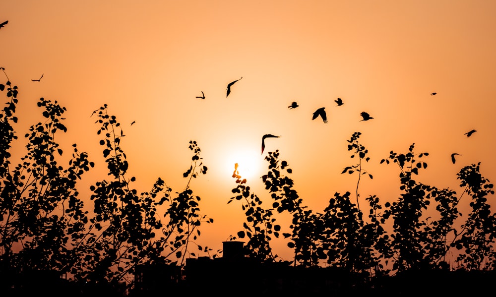 a flock of birds flying over a tree at sunset