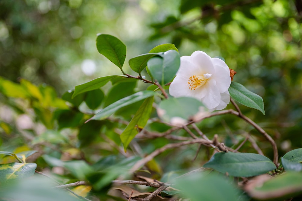 a white flower with a yellow center sitting on a tree branch