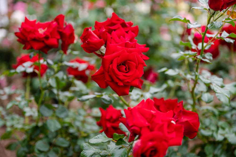 a bunch of red roses growing in a garden