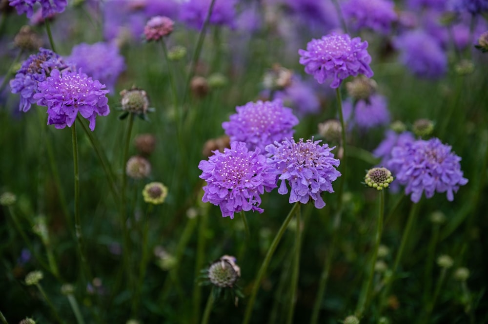 a bunch of purple flowers that are in the grass