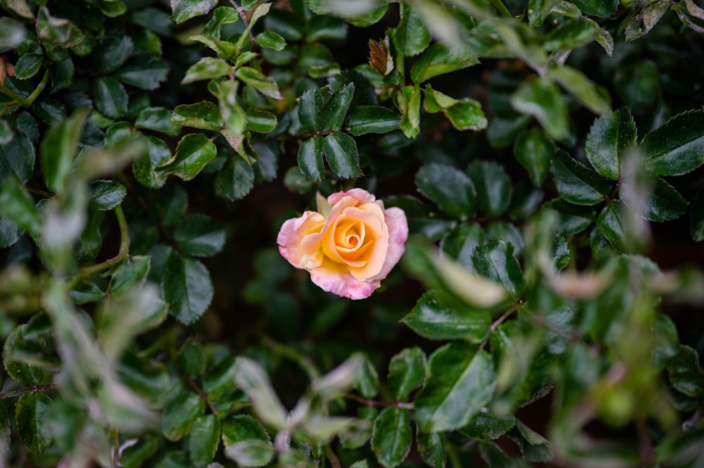 a yellow and pink rose in the middle of a bush