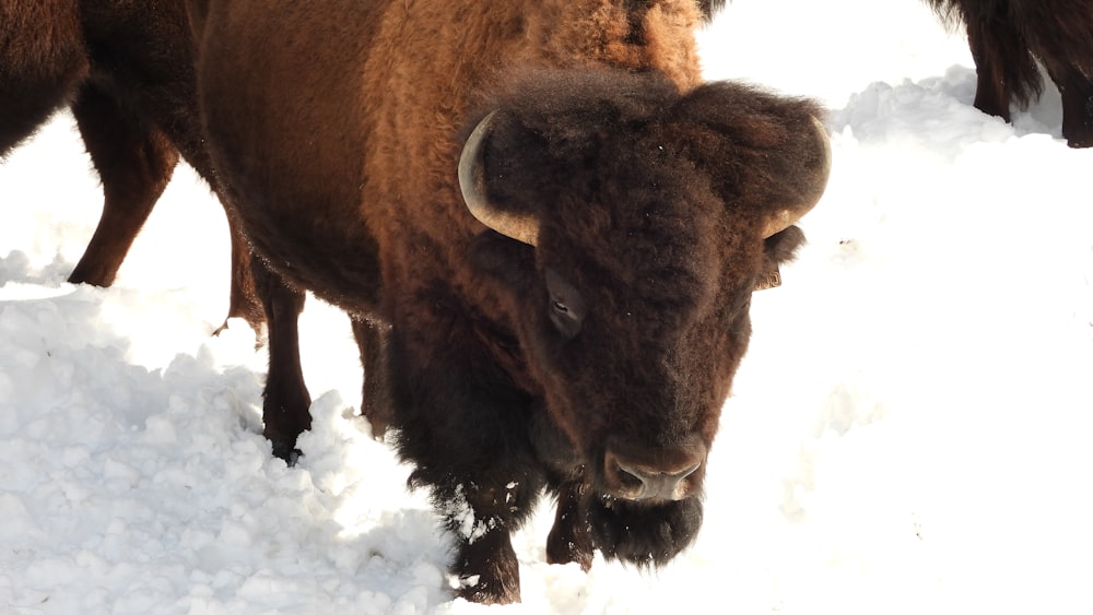 a group of bison standing in the snow