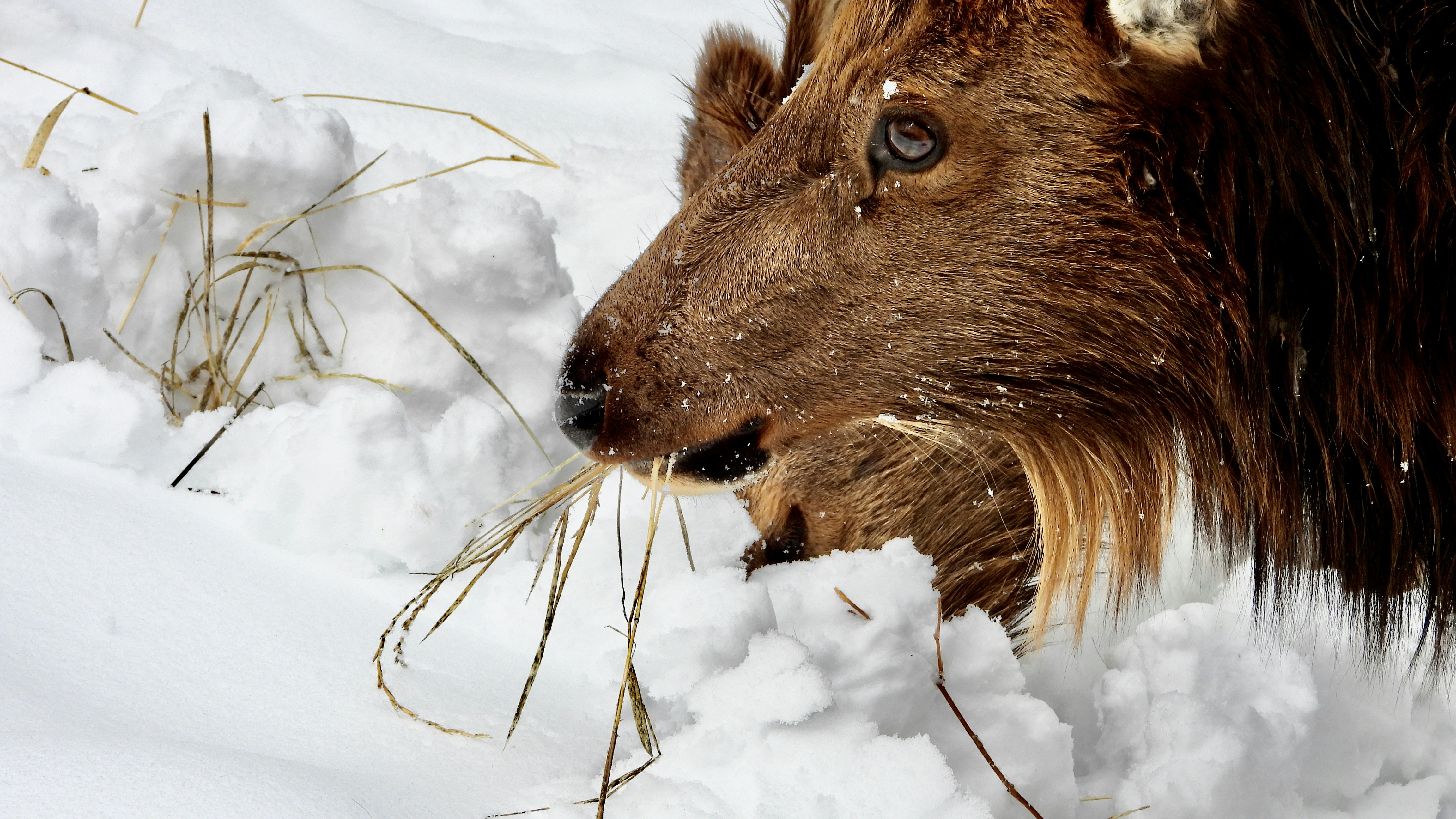 'Landscape of Fear' Not Impacting Yellowstone's Elk