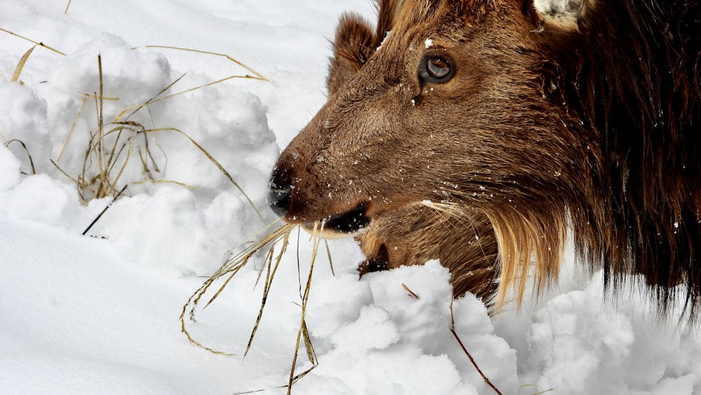 a close up of a furry animal in the snow