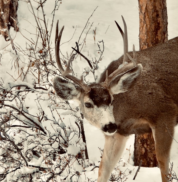Mature mule deer buck chasing a doe in sagebrush terrain during the November rut