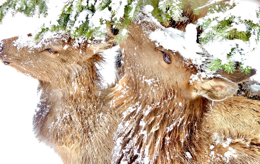 a couple of animals standing next to each other in the snow