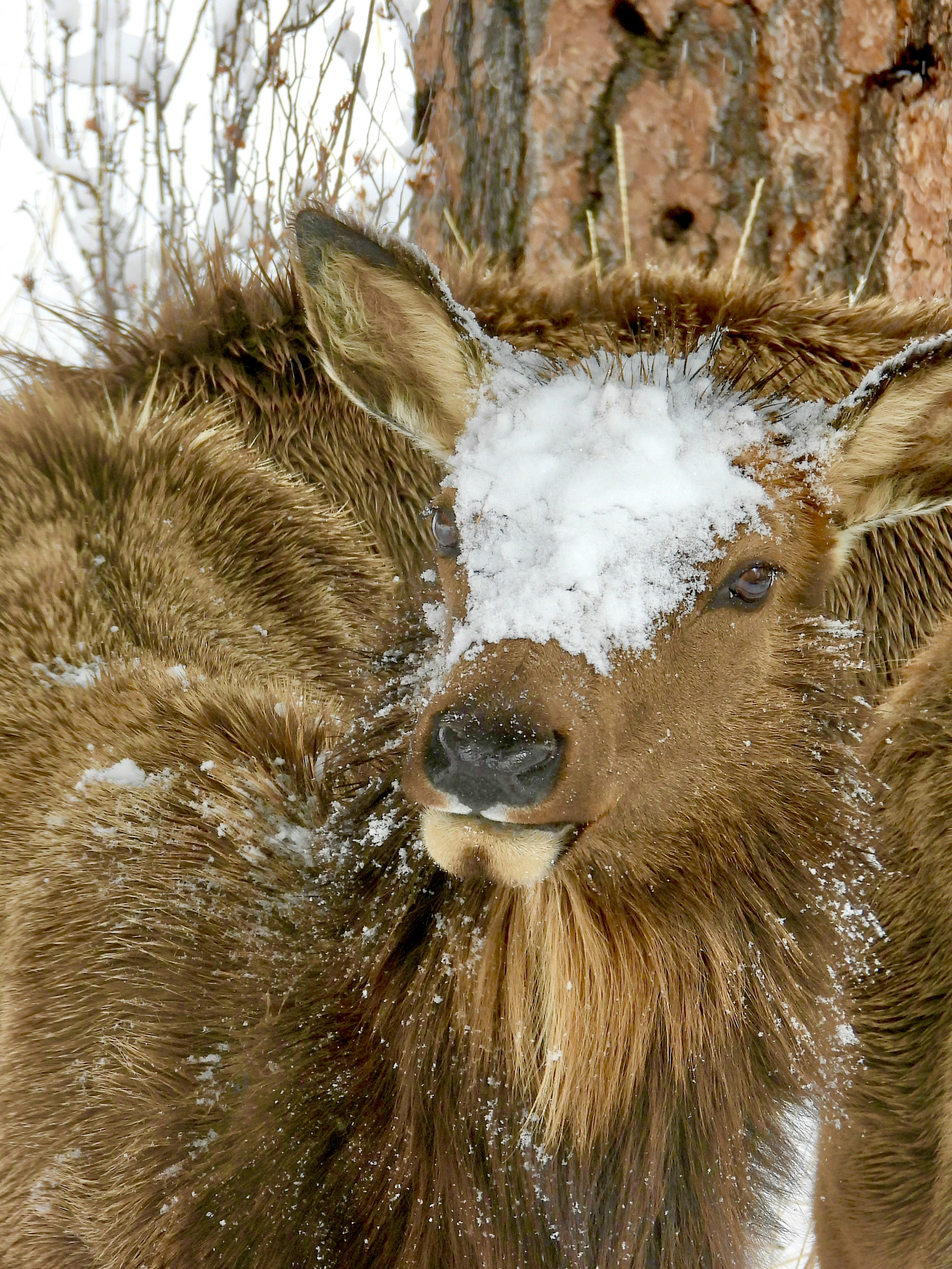 a close up of a deer in the snow
