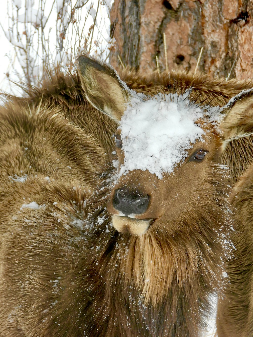 a close up of a deer in the snow