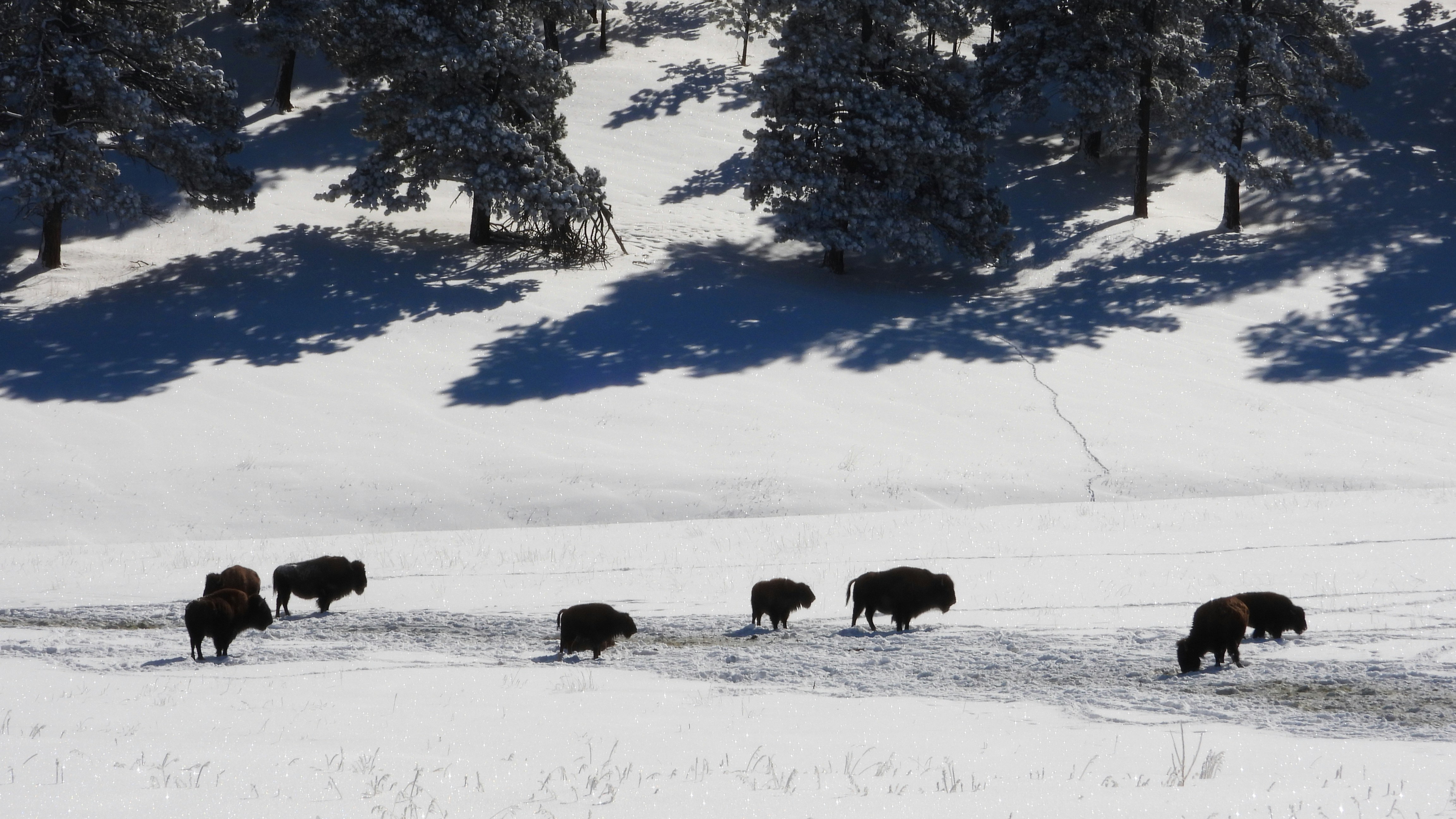 A herd of bison walking across a snow covered field photo – Free Grey ...