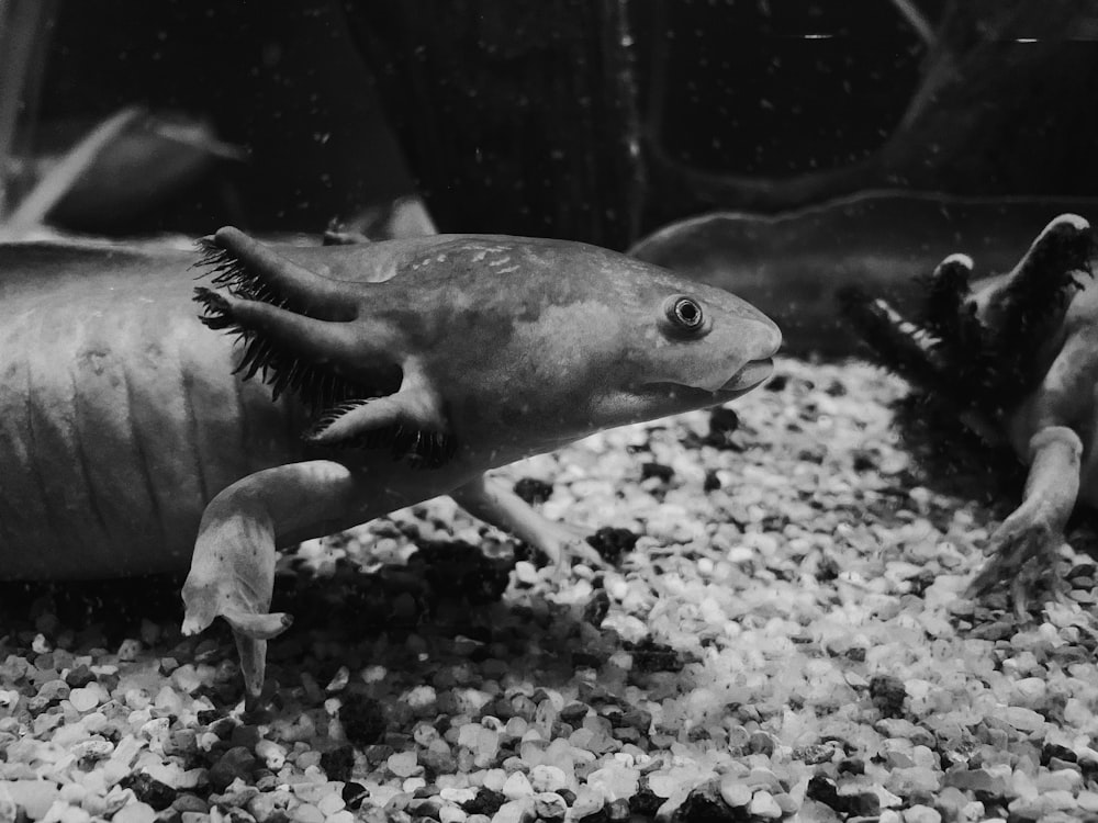 uma foto em preto e branco de um peixe em um tanque