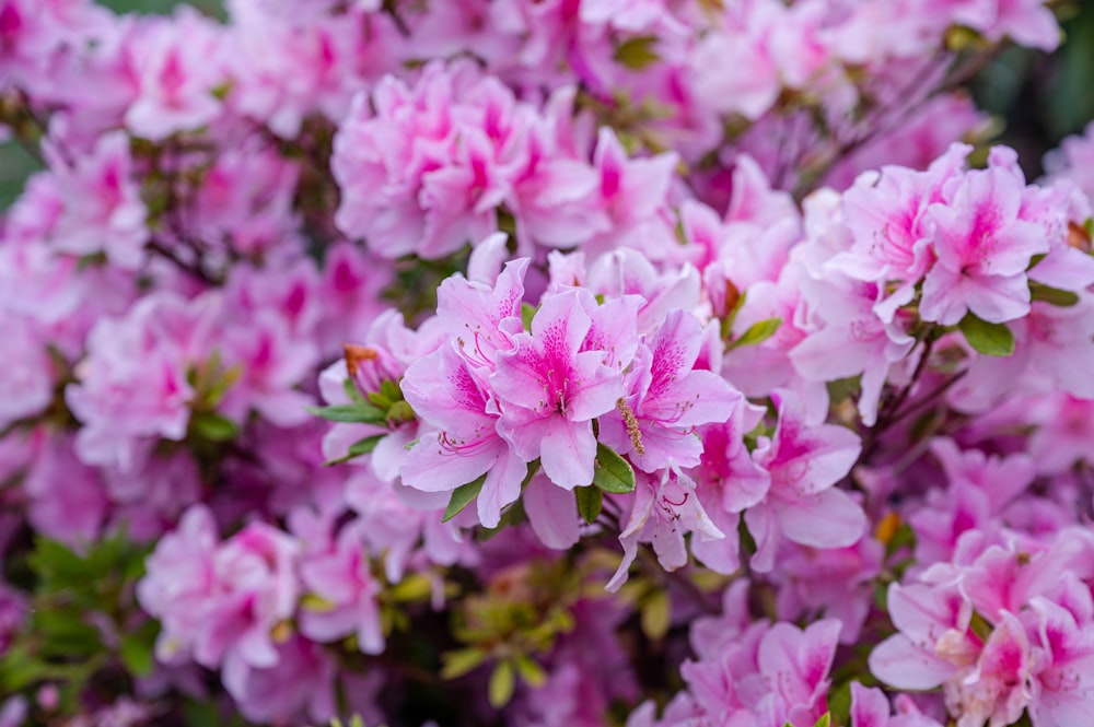 un bouquet de fleurs roses qui fleurissent