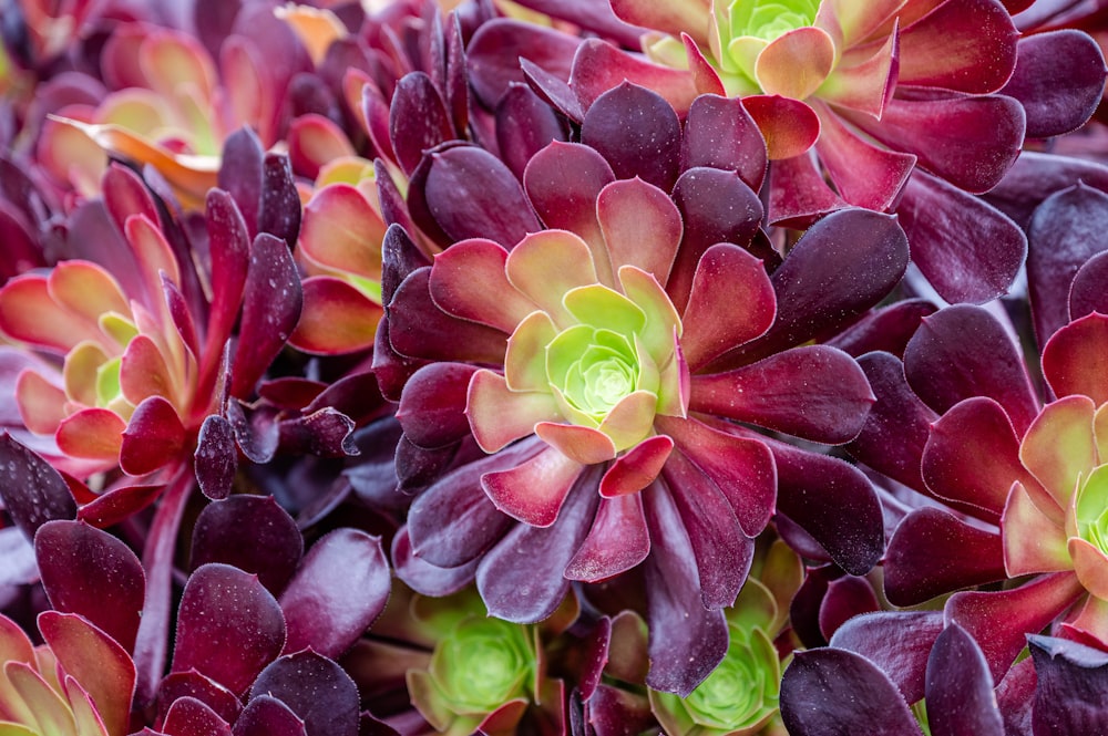 a close up of a bunch of red flowers