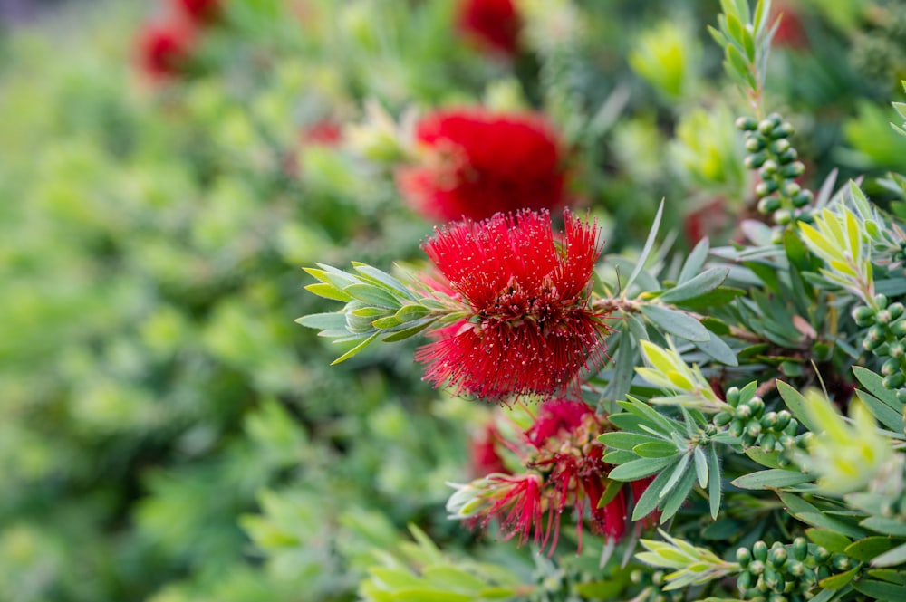 a bush with red flowers and green leaves