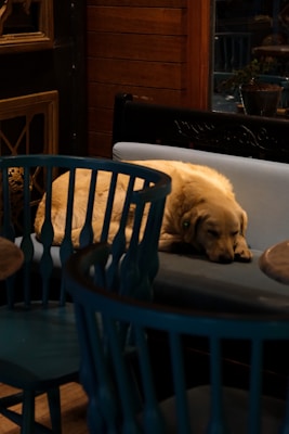 A cozy dog kennel with a happy golden retriever resting inside