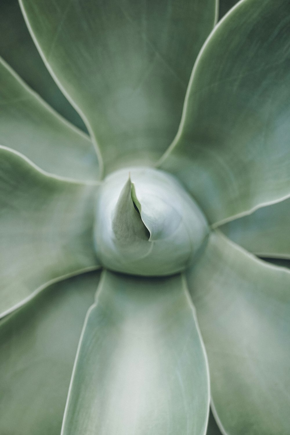 a close up of a large green plant