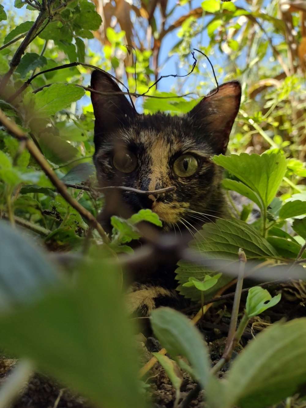 Eine Katze versteckt sich in den Blättern eines Baumes