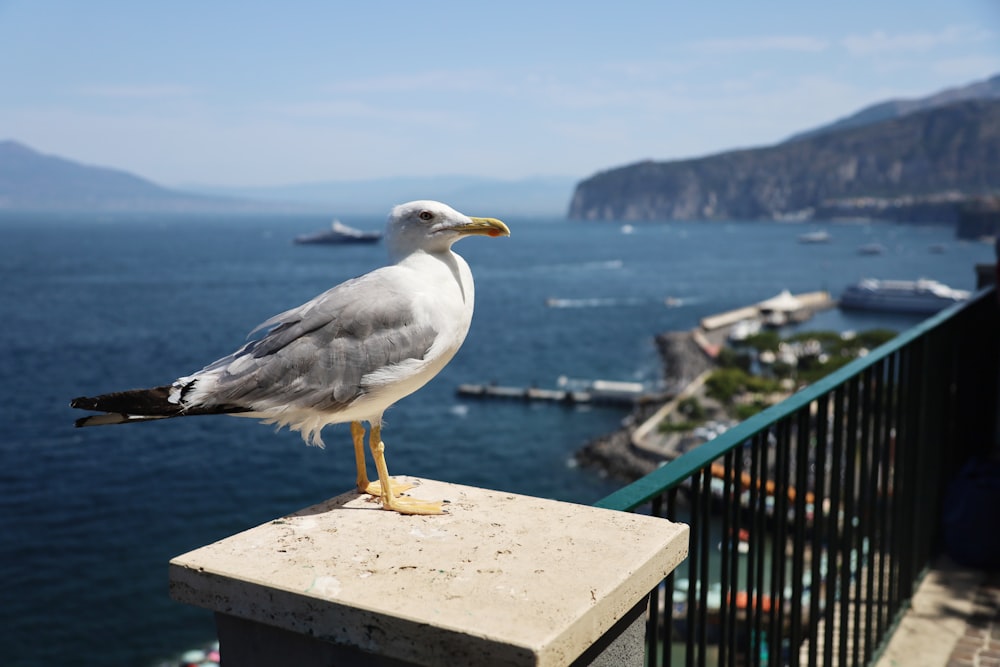 a seagull sitting on a ledge overlooking a body of water