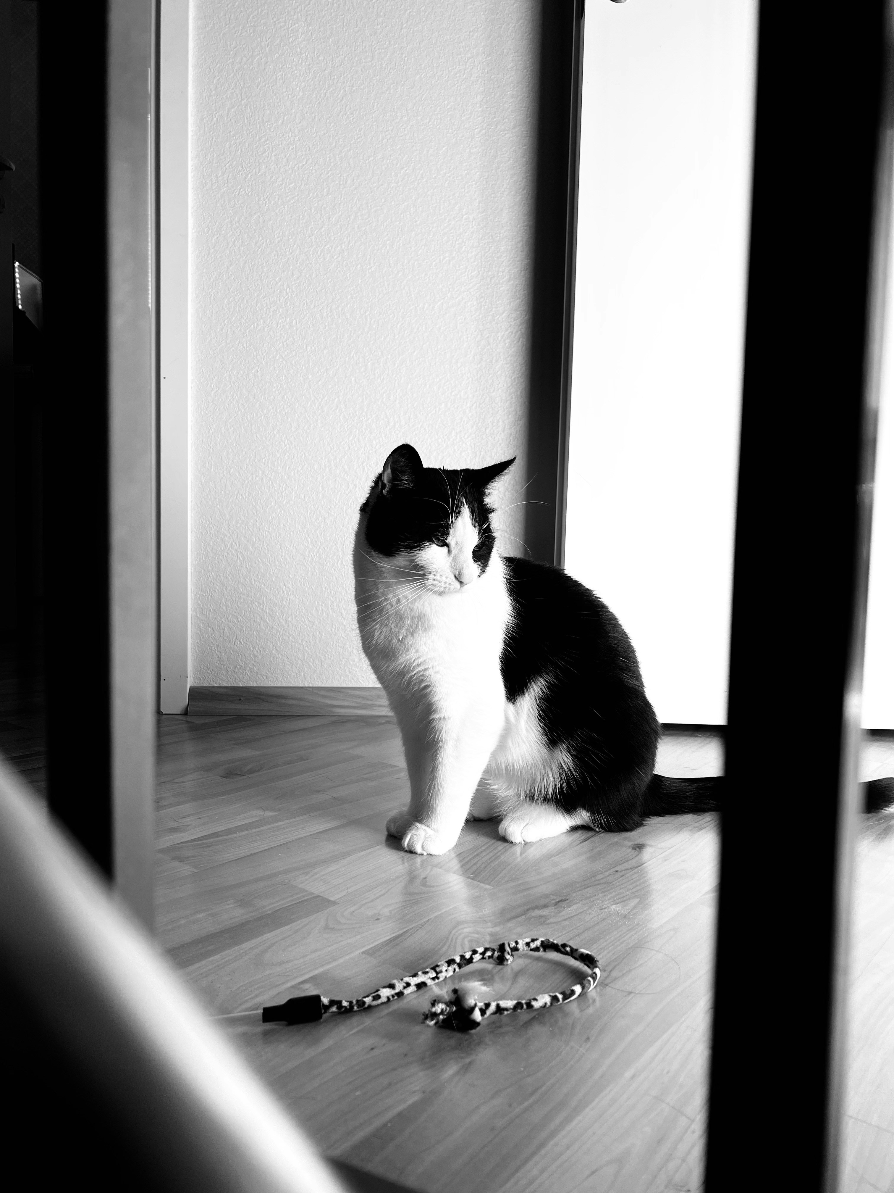 Leaving Cats Alone for Too Long (image credits: unsplash)