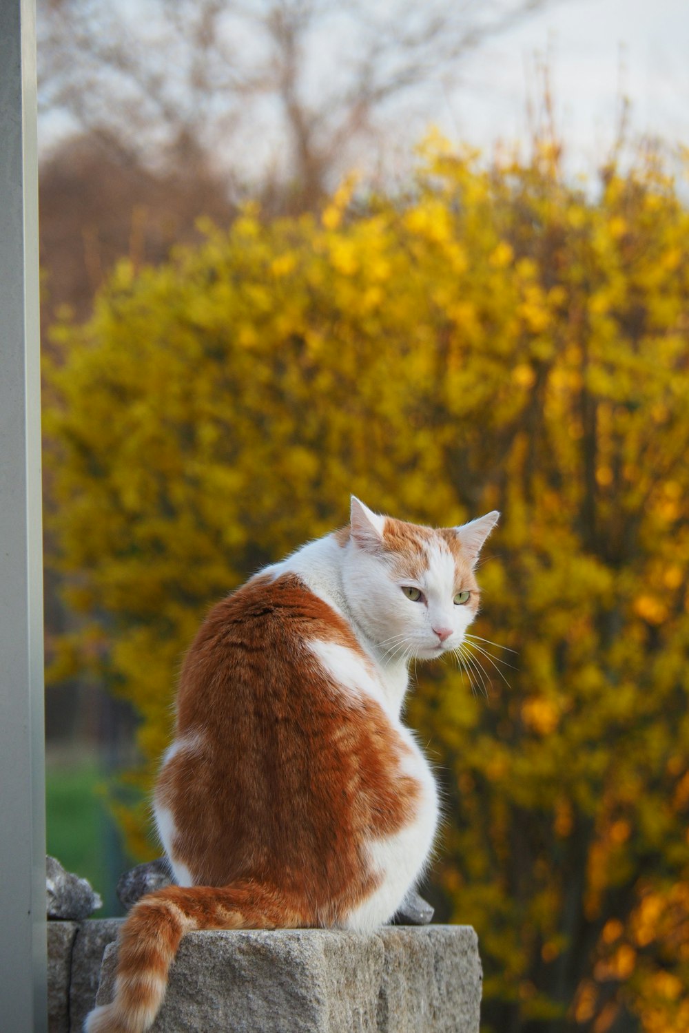 an orange and white cat sitting on top of a stone wall