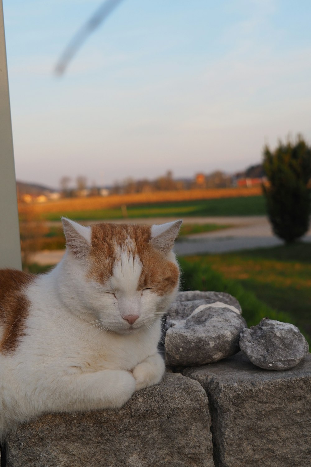 an orange and white cat laying on top of a stone wall