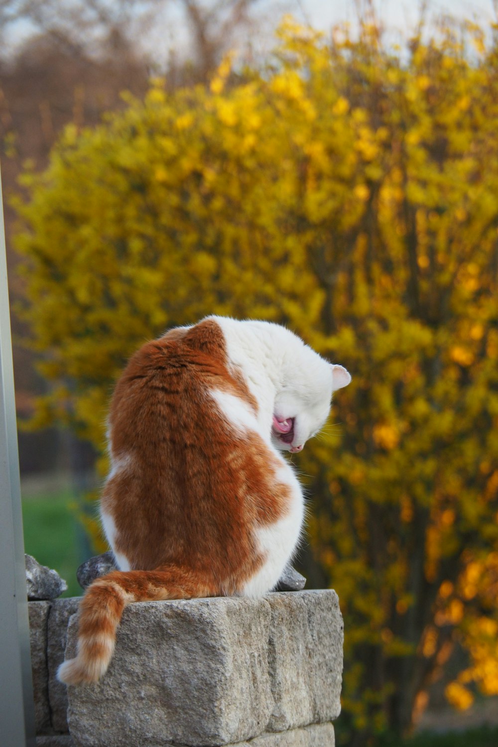 an orange and white cat sitting on top of a brick wall