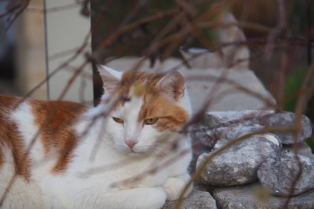 Eine orange-weiße Katze liegt auf einem Felsen
