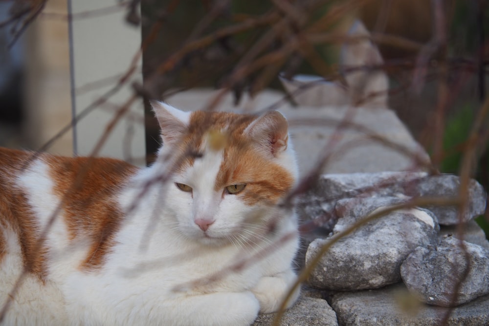 an orange and white cat laying on top of a rock