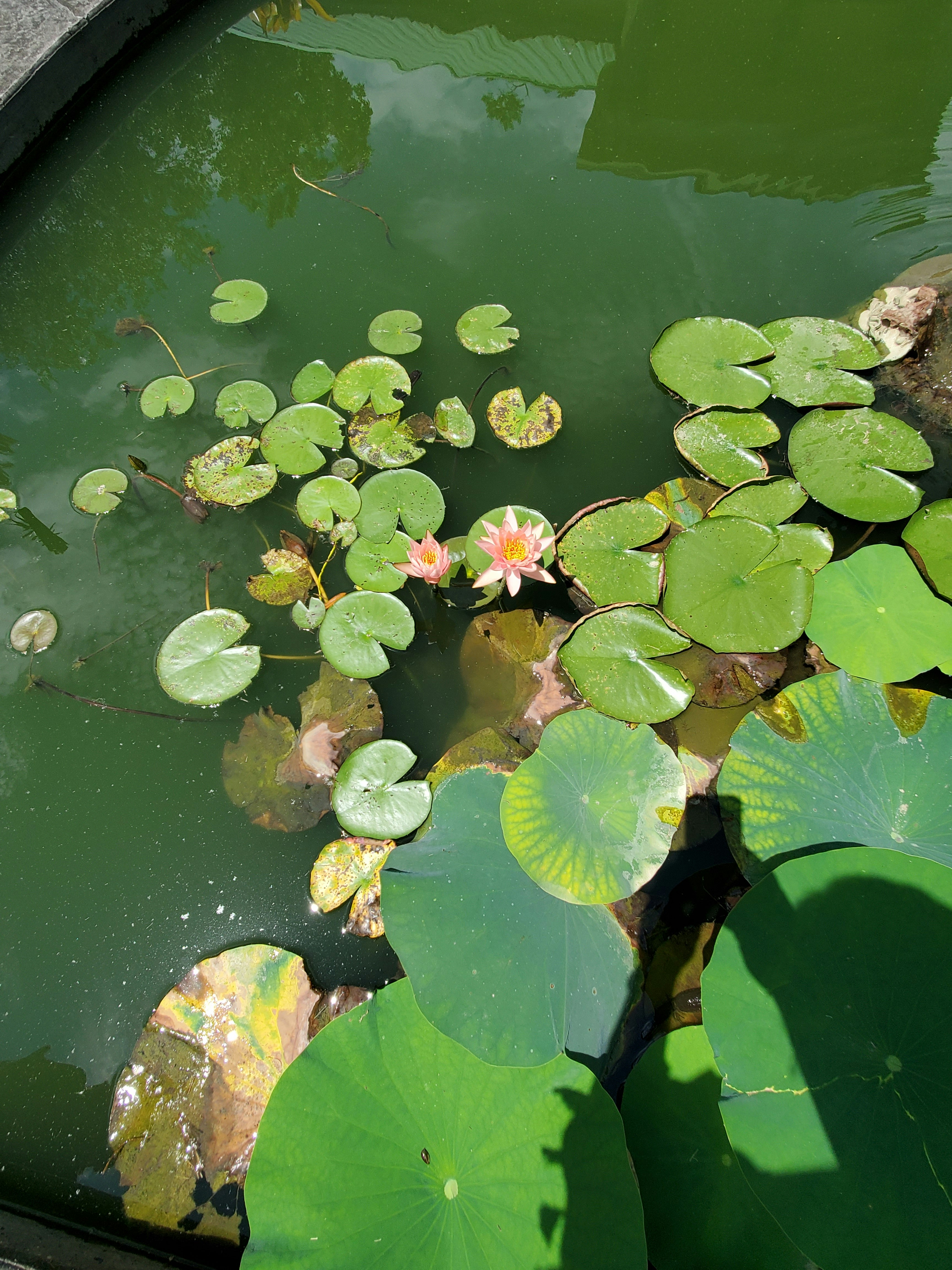 Foto zum Thema Ein Teich gefüllt mit vielen Seerosen Kostenloses Bild