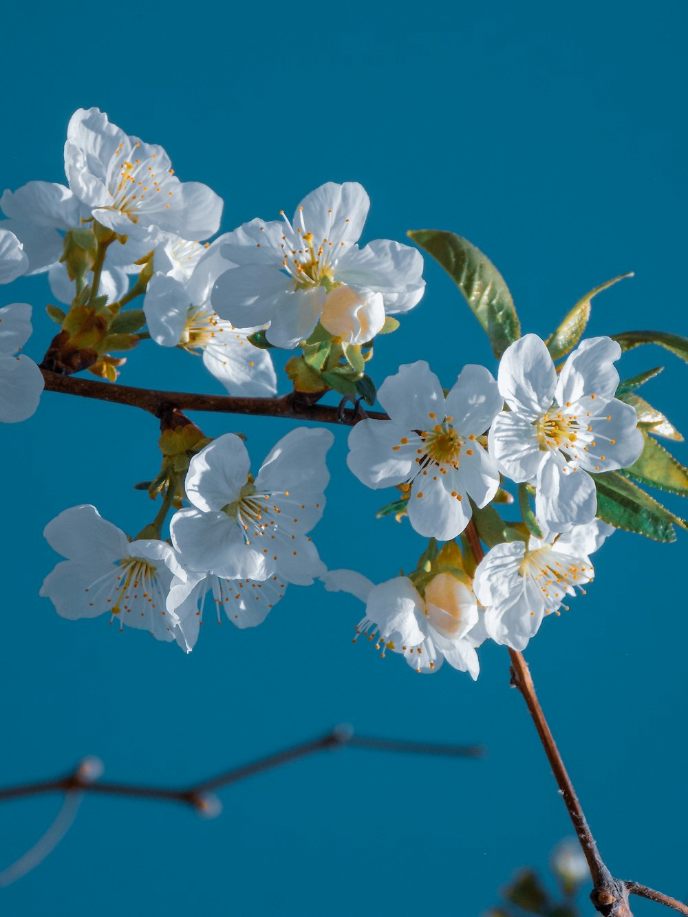 a branch with white flowers against a blue sky