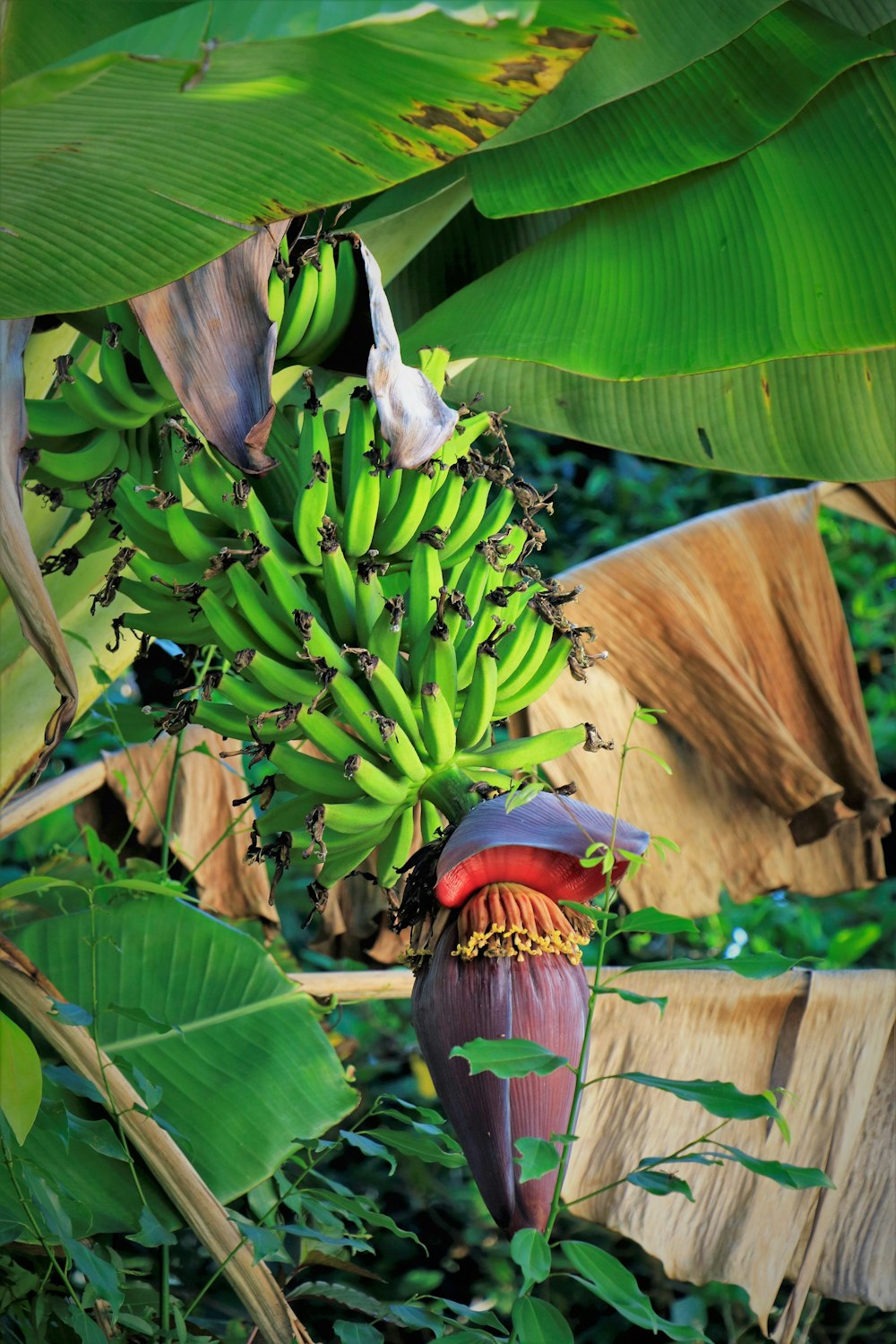 a bunch of green bananas hanging from a tree