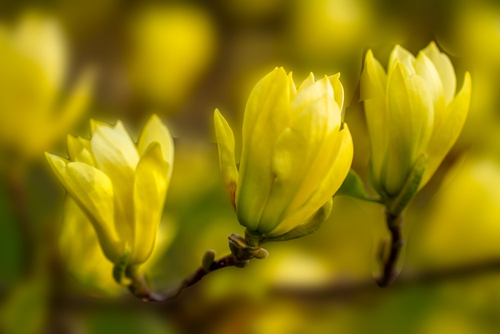 a close up of some yellow flowers on a tree