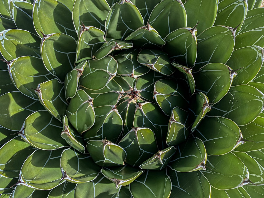 a large green plant with lots of leaves