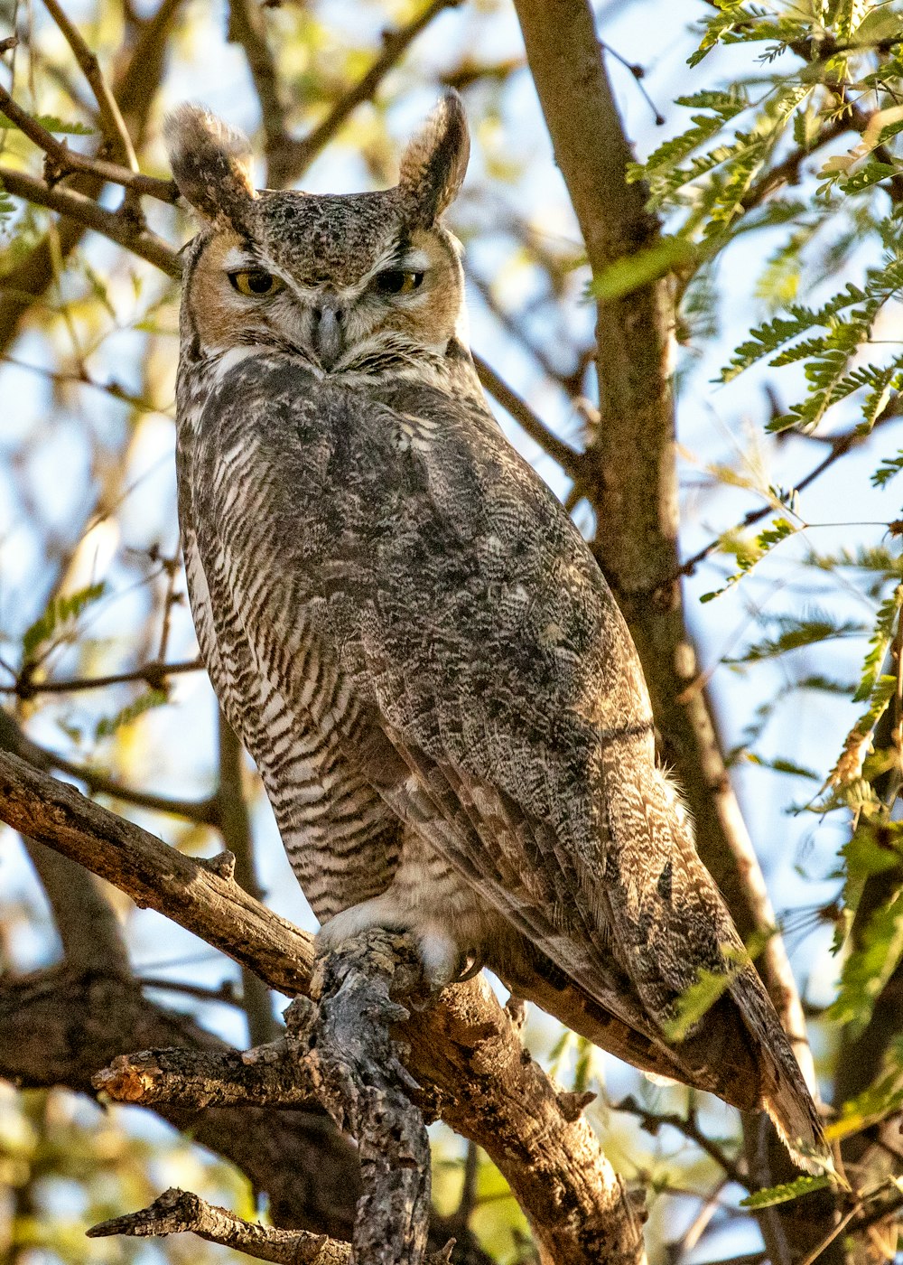 an owl is perched on a branch of a tree