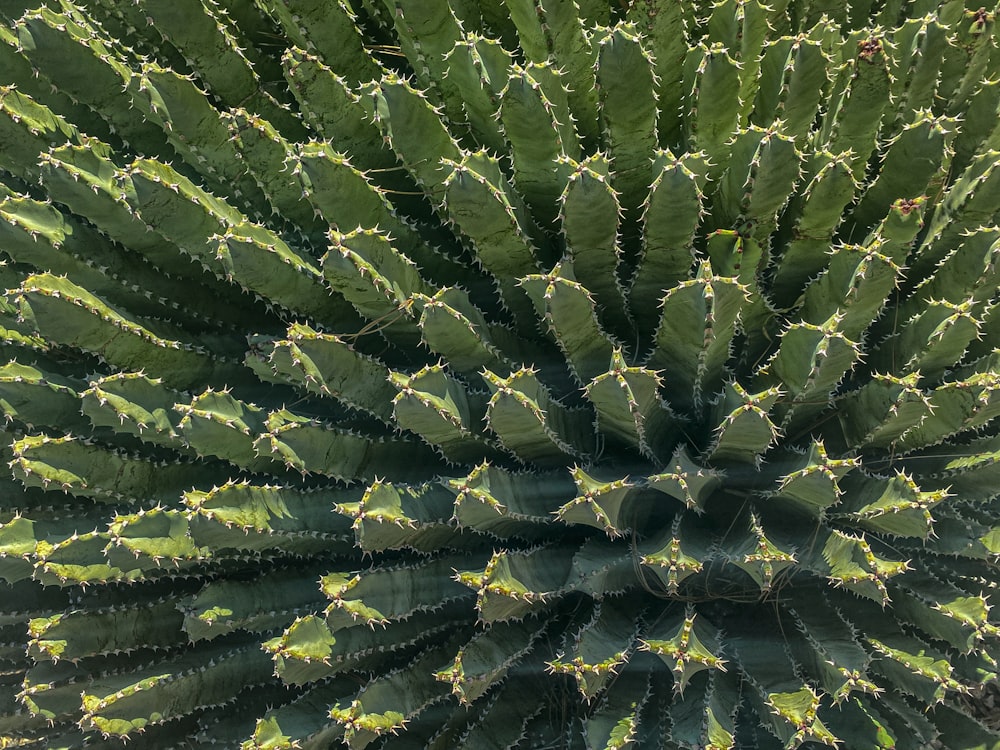 Un primer plano de un gran cactus verde