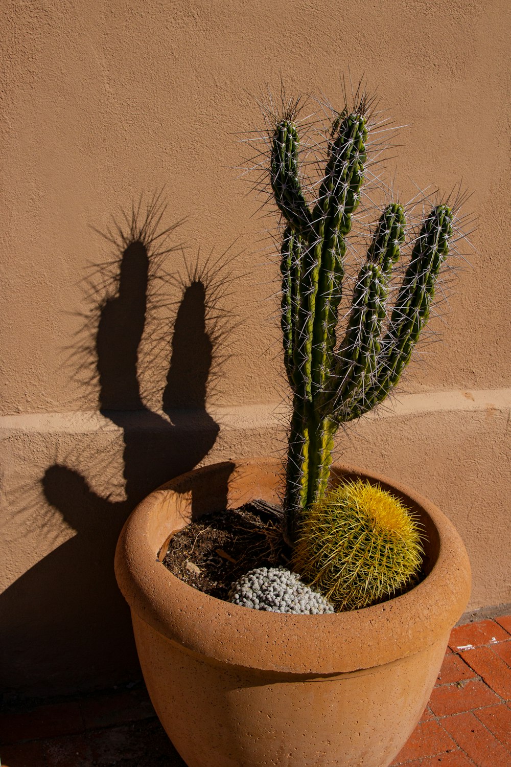 a cactus in a pot on the ground